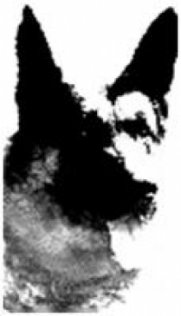 Big Dog Concrete Construction