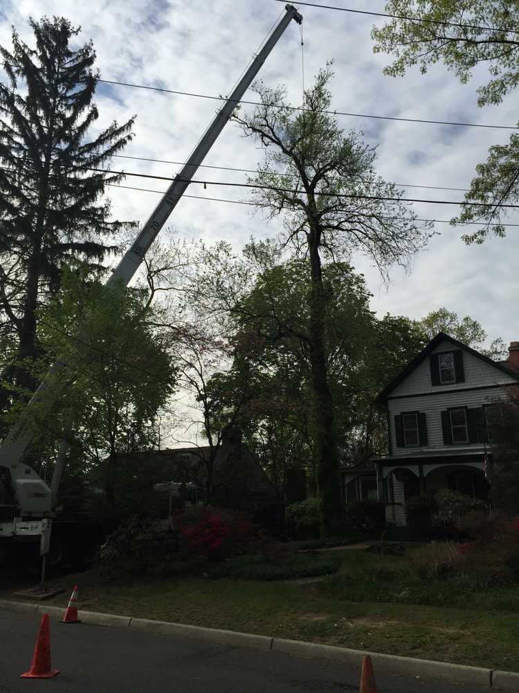 Utilizing a crane to remove a rotten tree in Ridgewood NJ