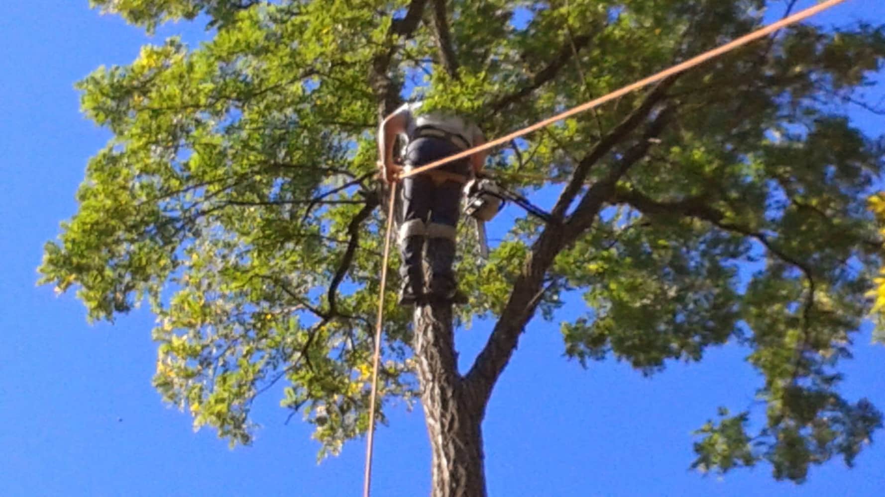 Photo(s) from Anthonys Tree Care