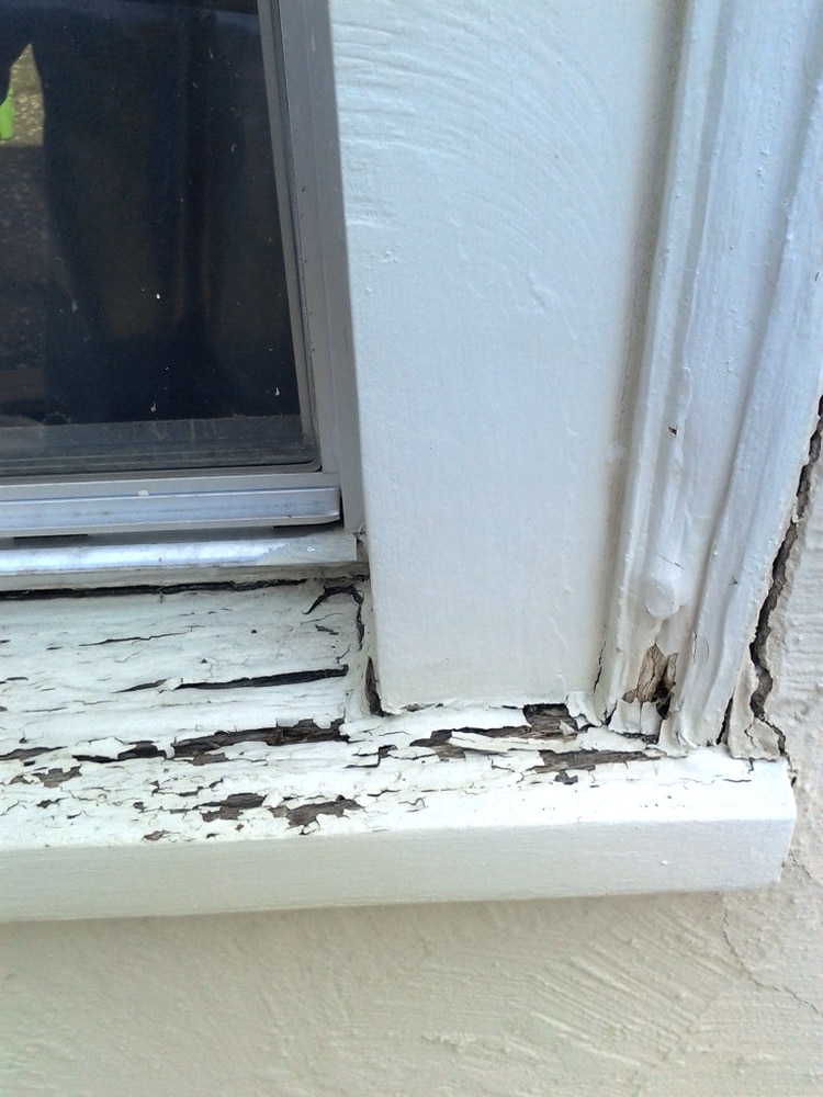 Dry Rot Repair