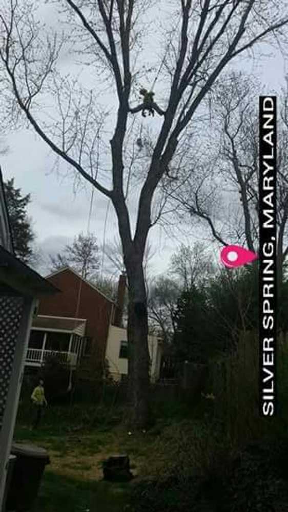 Photos from Internets Tree Service