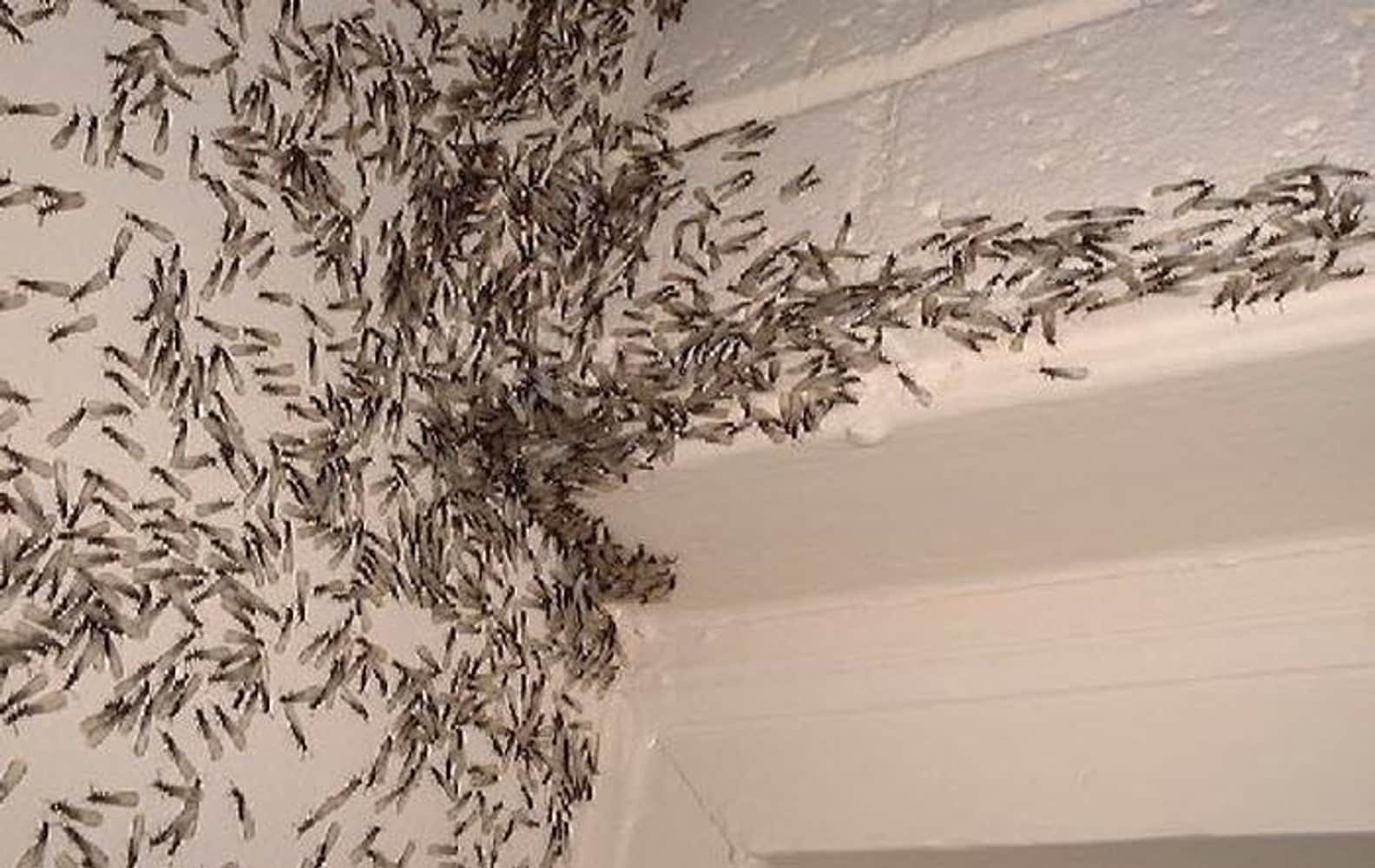 Project photos from AmeriHome Inspection Services