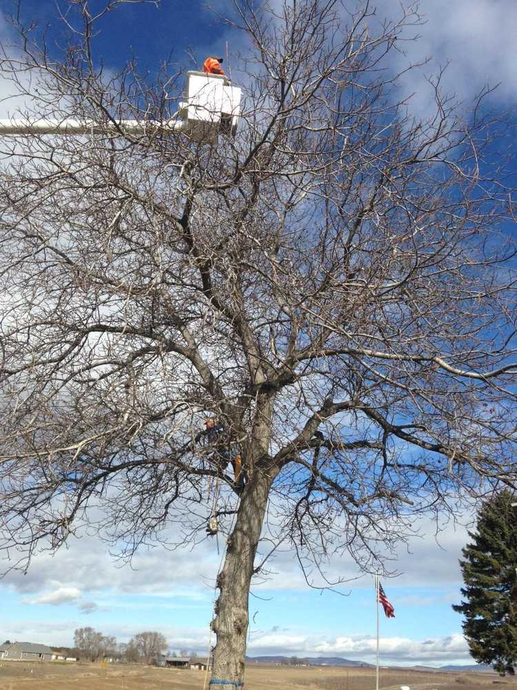 Tree jobs