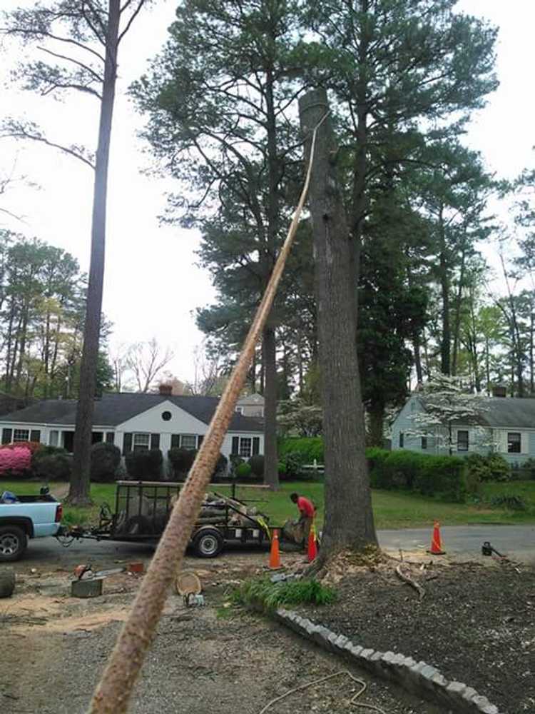 Photos from Internets Tree Service