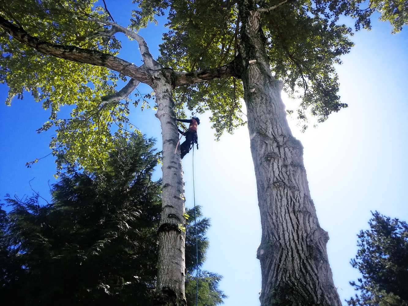 Photo(s) from Dominant Tree Service LLC