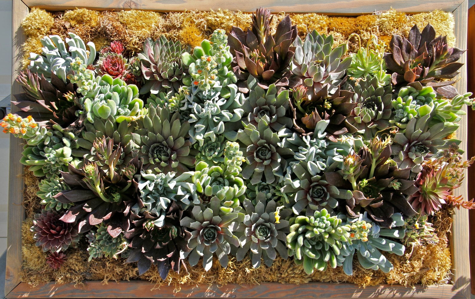 Photo(s) from Chanclerz