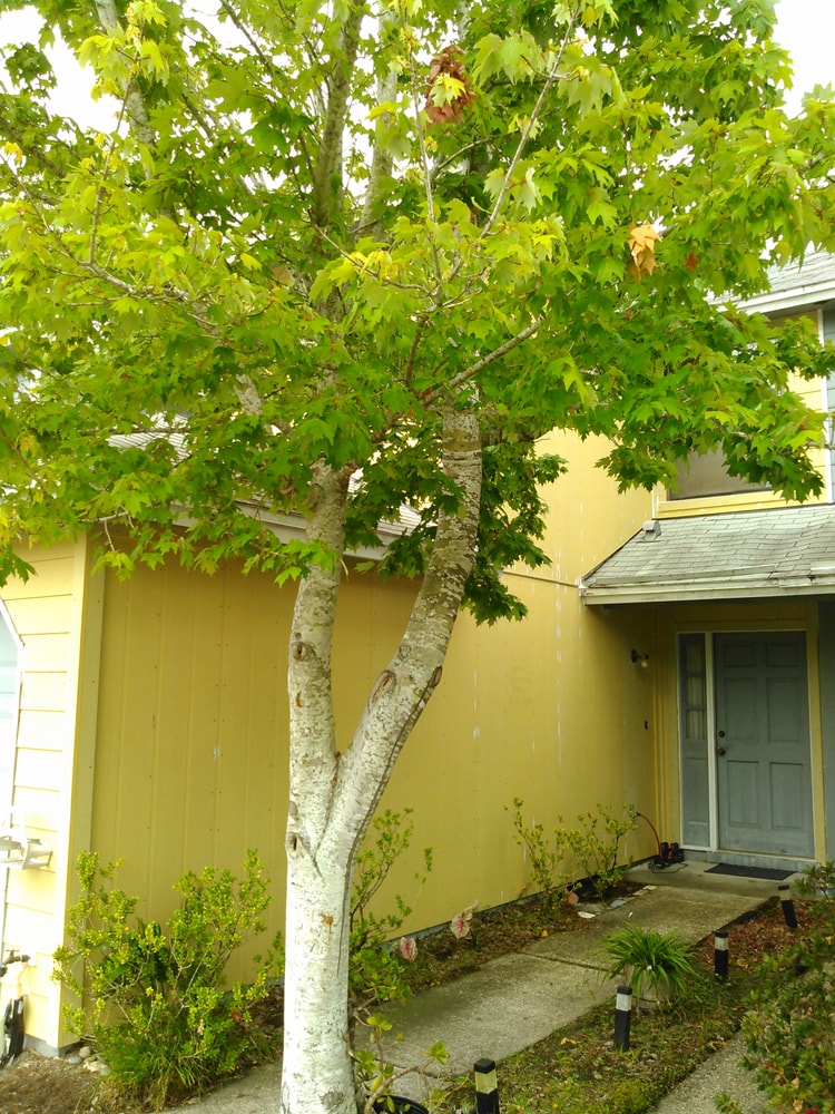 Photo(s) from T H Agram Inc