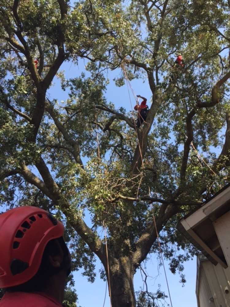 Photo(s) from Sotelo's Tree Care