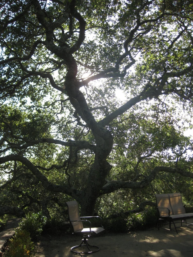 Photo(s) from Top Of The Morning Tree Care