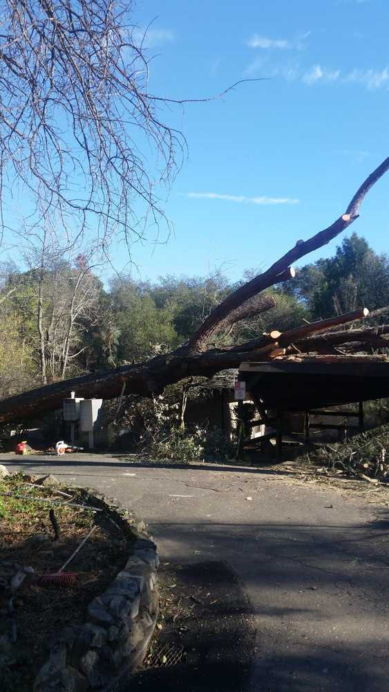 Photo(s) from California Tree Experts