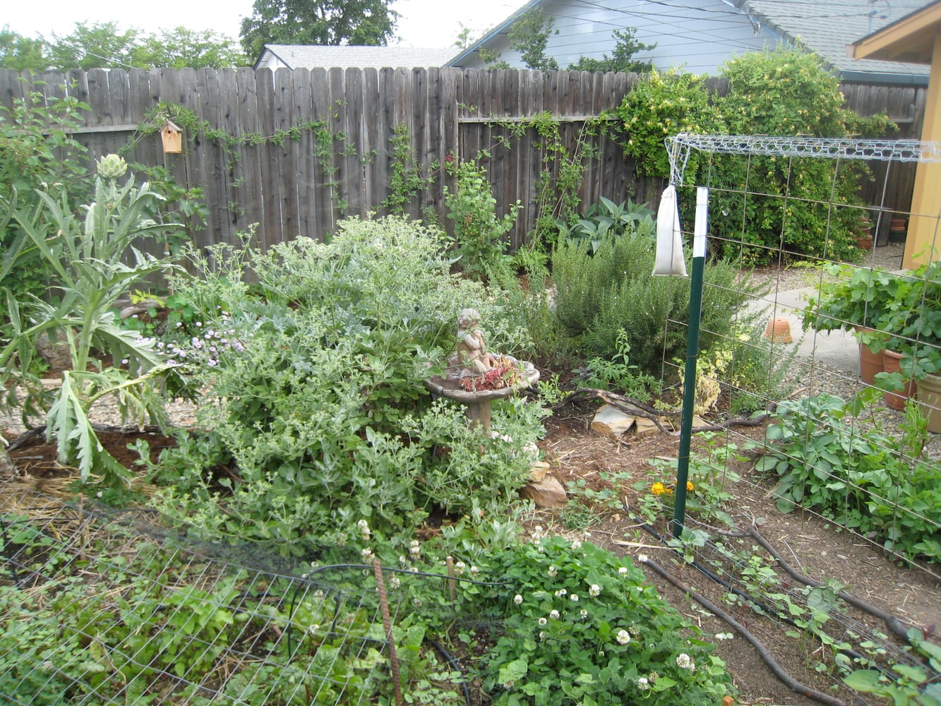 Backyard Food Production