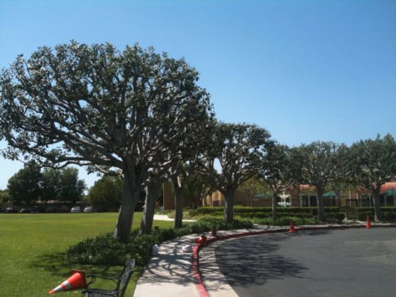 Inexpensve Tree Services Inc Project 1