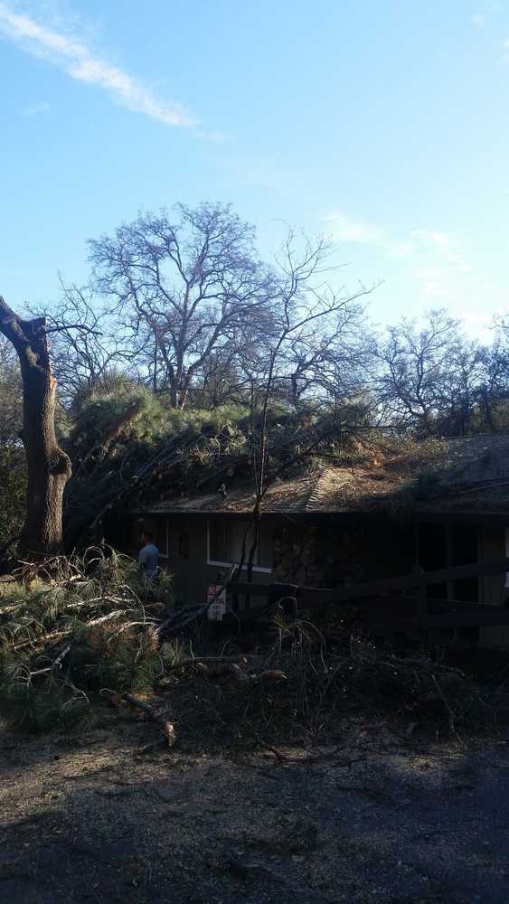 Photo(s) from California Tree Experts