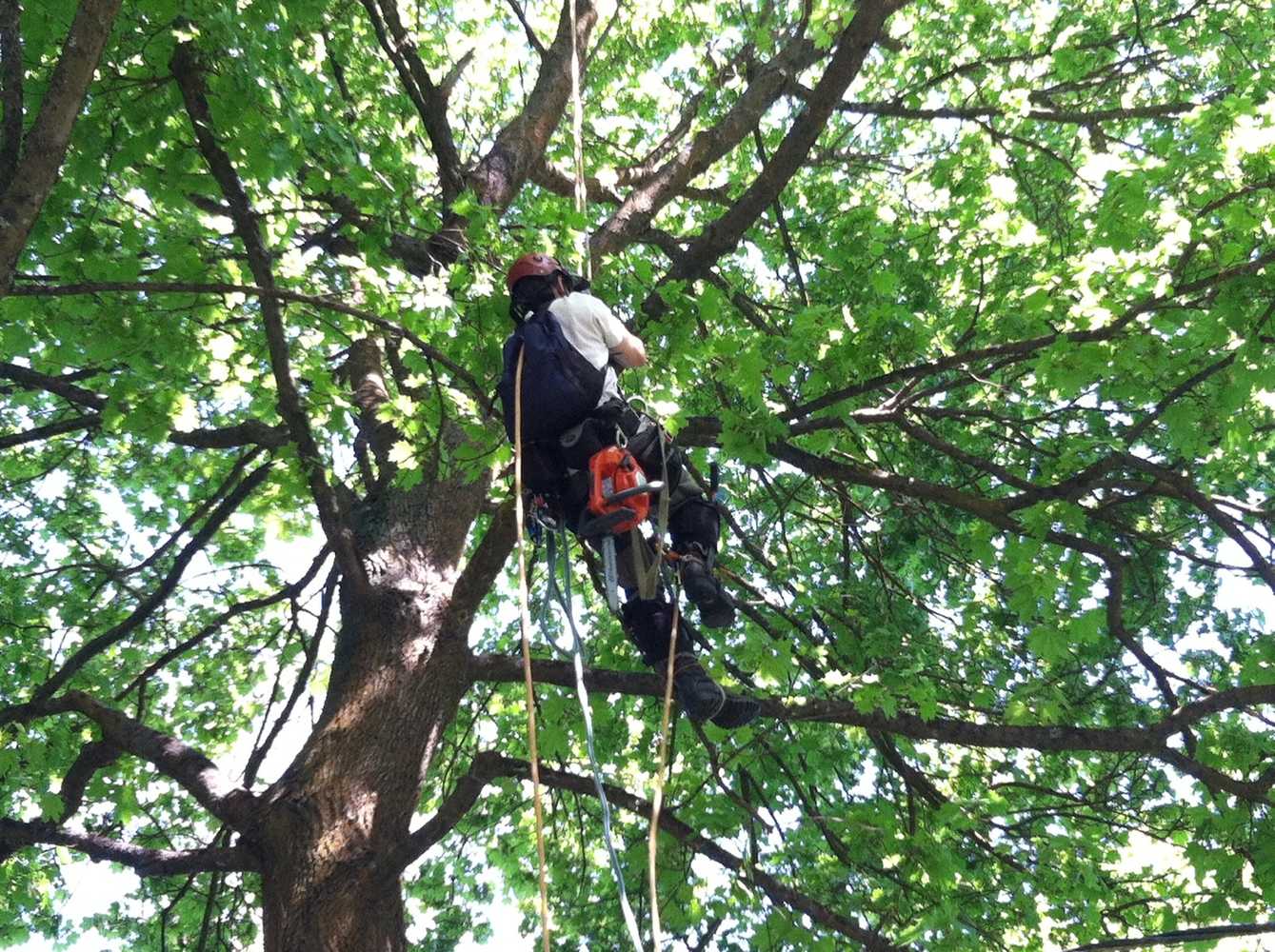 Photos from Bruces Tree Service