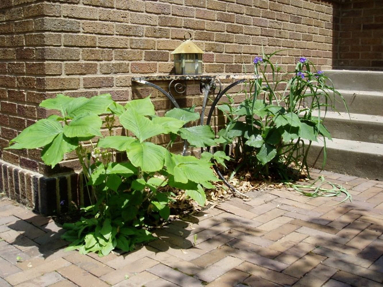 Urban Habitat Gardens