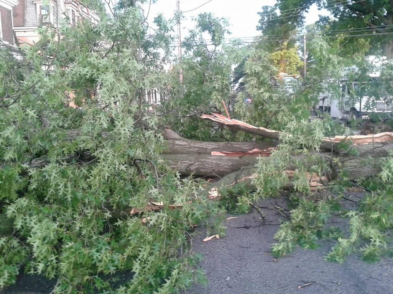 Photo(s) from Anthonys Tree Care