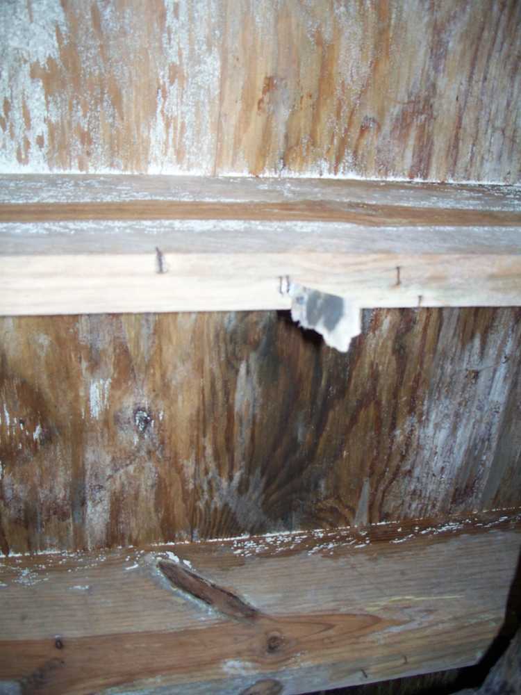 Crawlspace moisture damage- Don't let this happen to you. We can help.