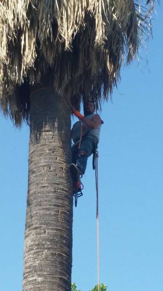 Photo(s) from California Tree Experts