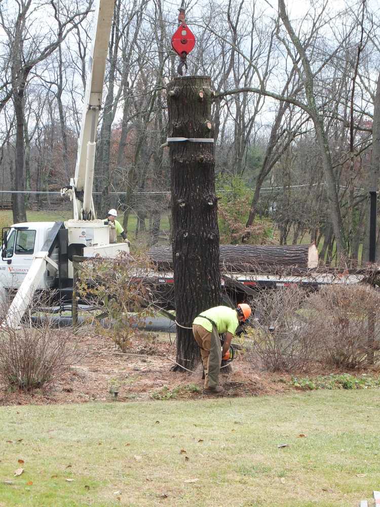 Photo(s) from Vaughan's Tree Service Inc