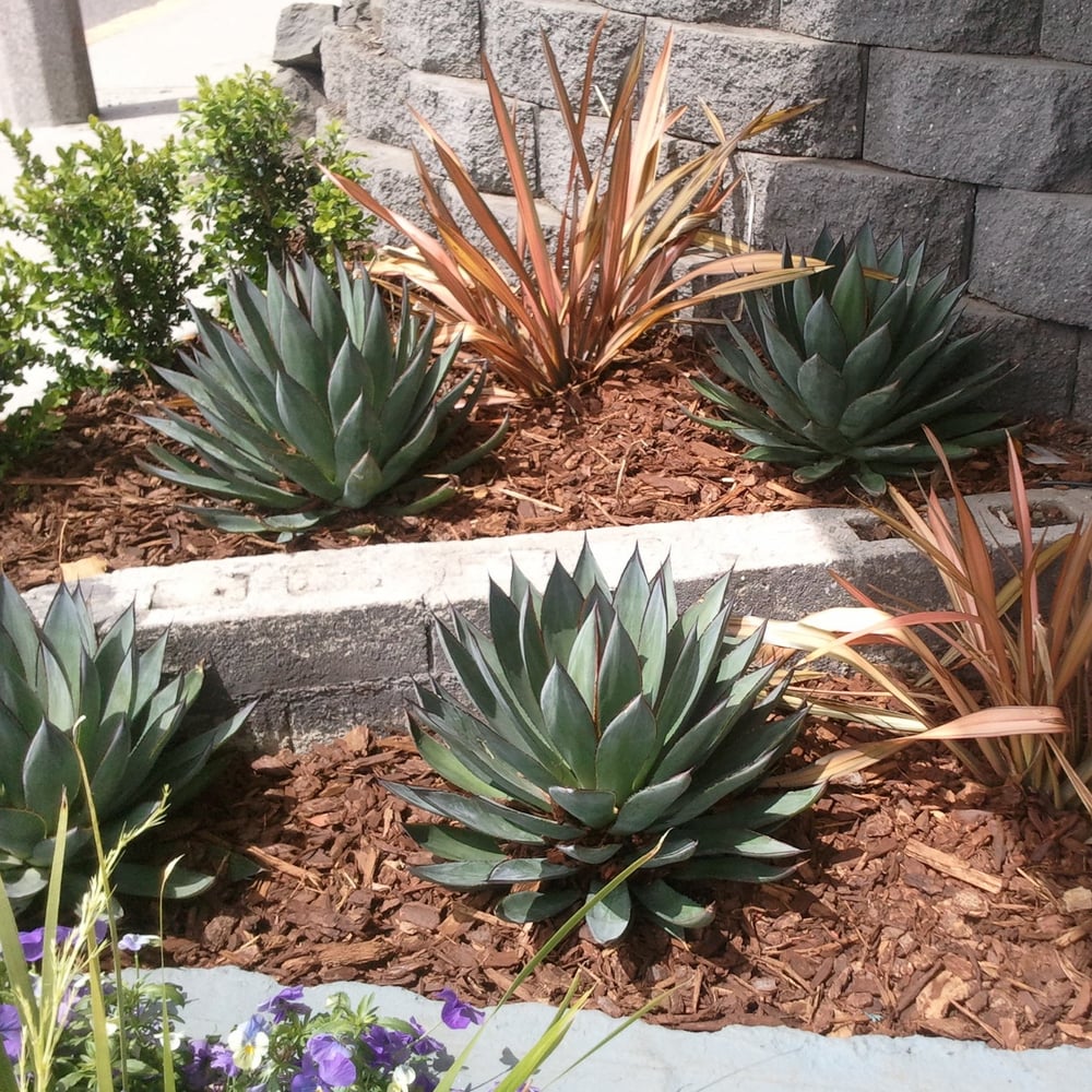 Playa Landscaping Inc Project