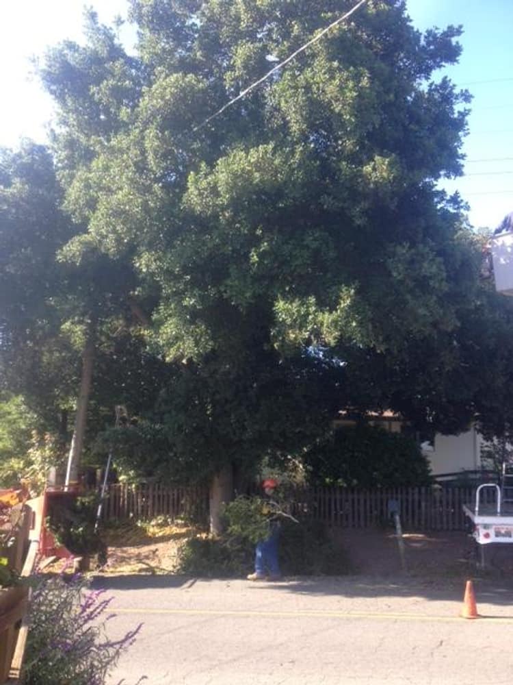 Photo(s) from Fosec Jr Tree Service Inc