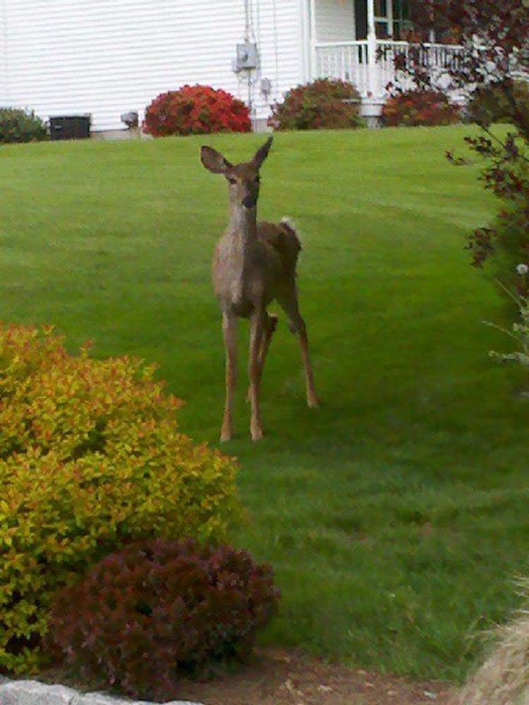 Grassy Meadows lawn care And Tick Control Corp. 