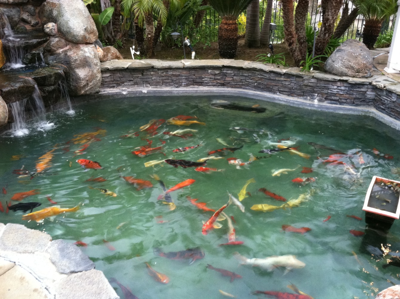 Photo(s) from Koi Masters Usa Inc