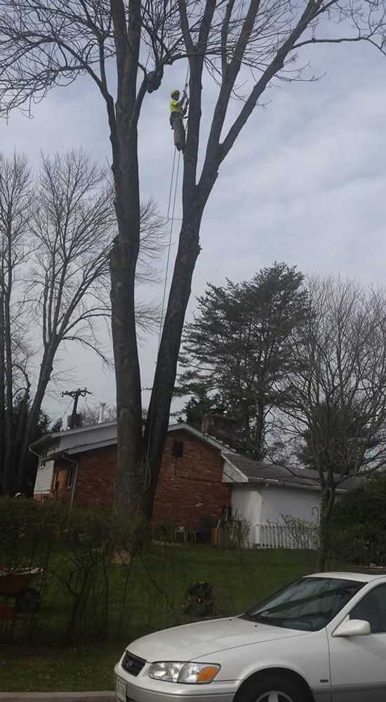 Photos from Internets Tree Service