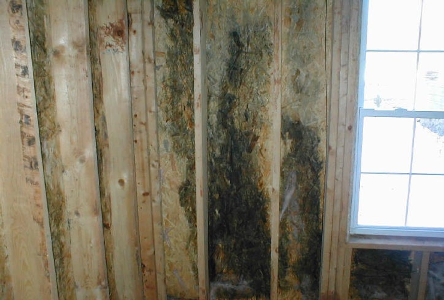 On-the-Spot Mold Services Project