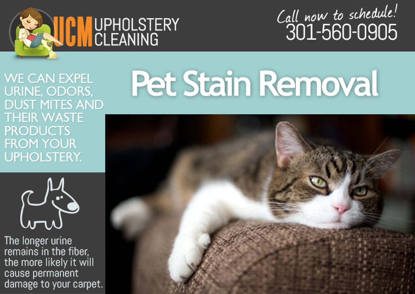 Upholstery Cleaning Services in DC