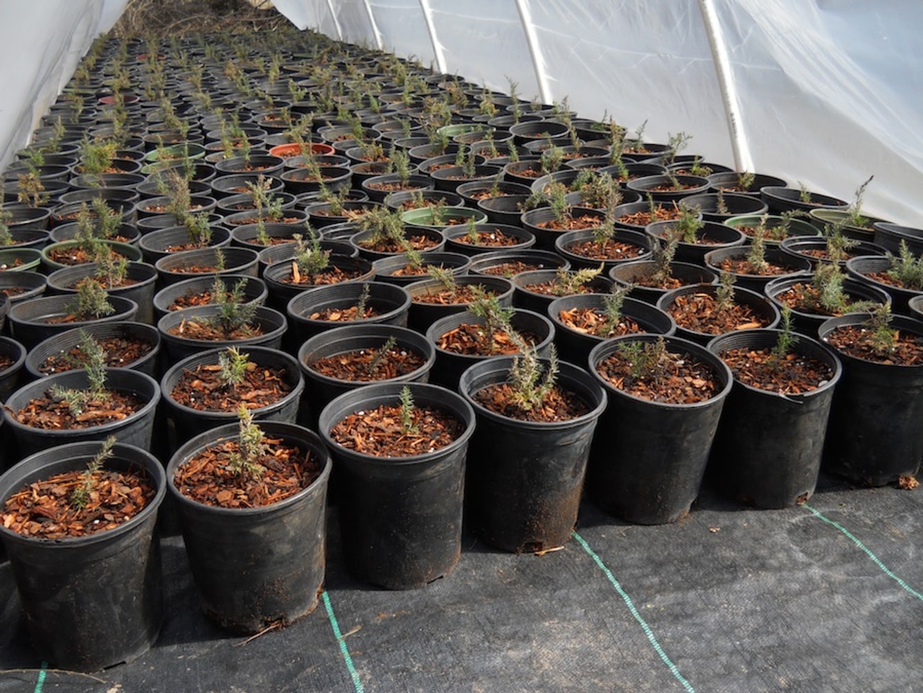 Willow Gulch Nursery Project