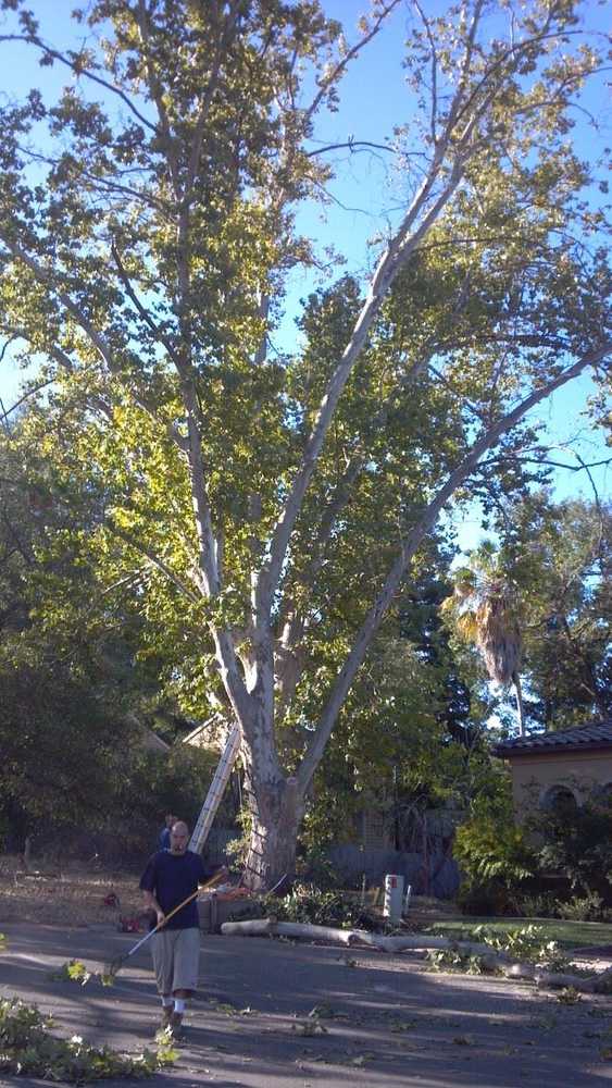 Photo(s) from California Tree Experts