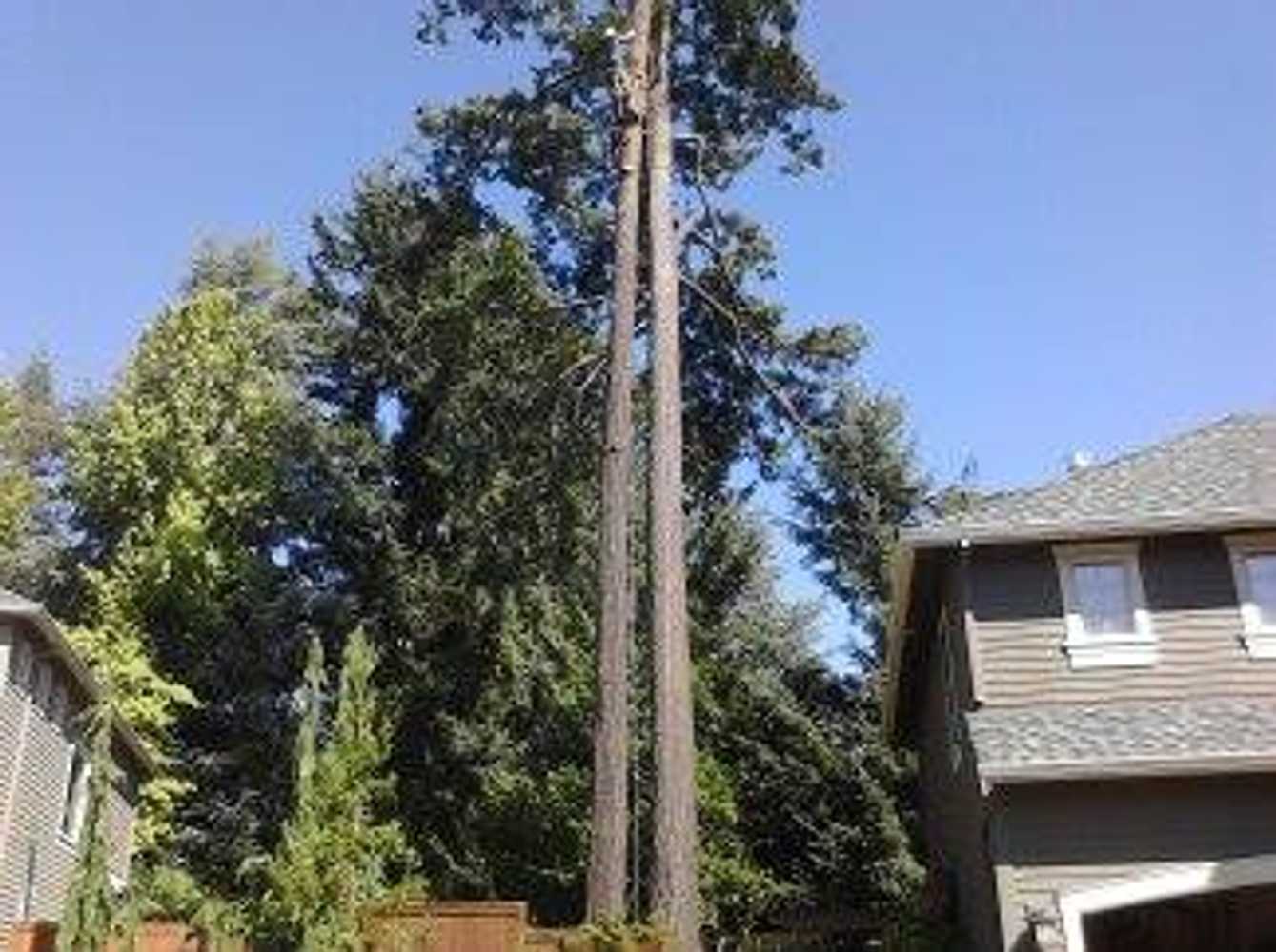 NW Tree Work Photos of Recent Jobs done 2016