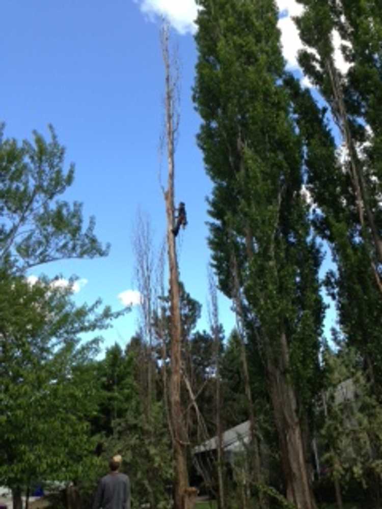 Photo(s) from Scotty's Tree & Landscape Svc