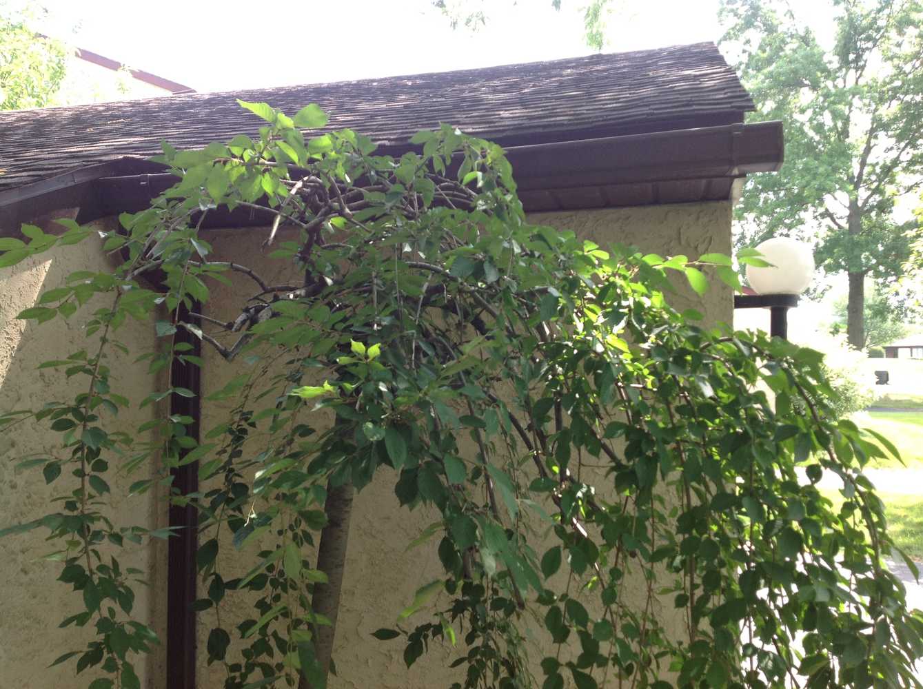 Exterior Stucco Power wash and repaint Photos