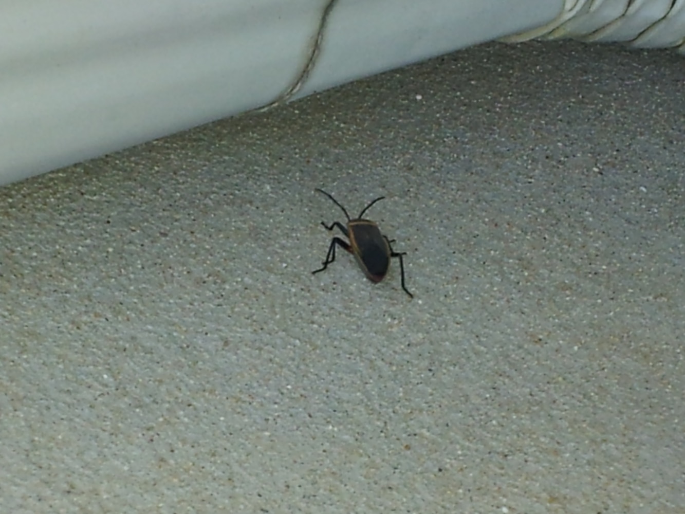 Magic Pest and Lawn Project