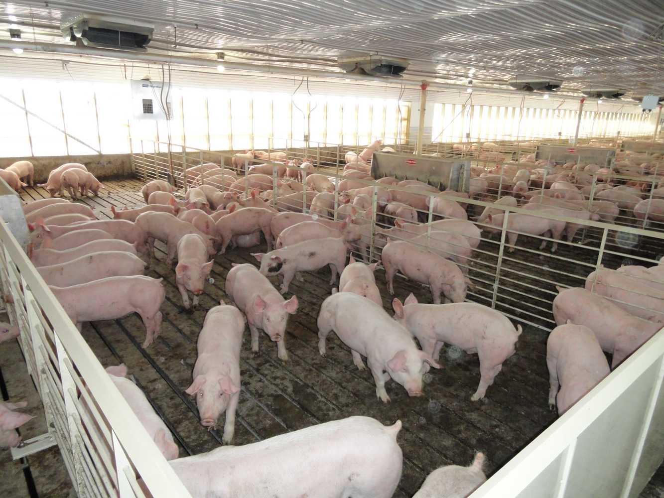 Swine Facility