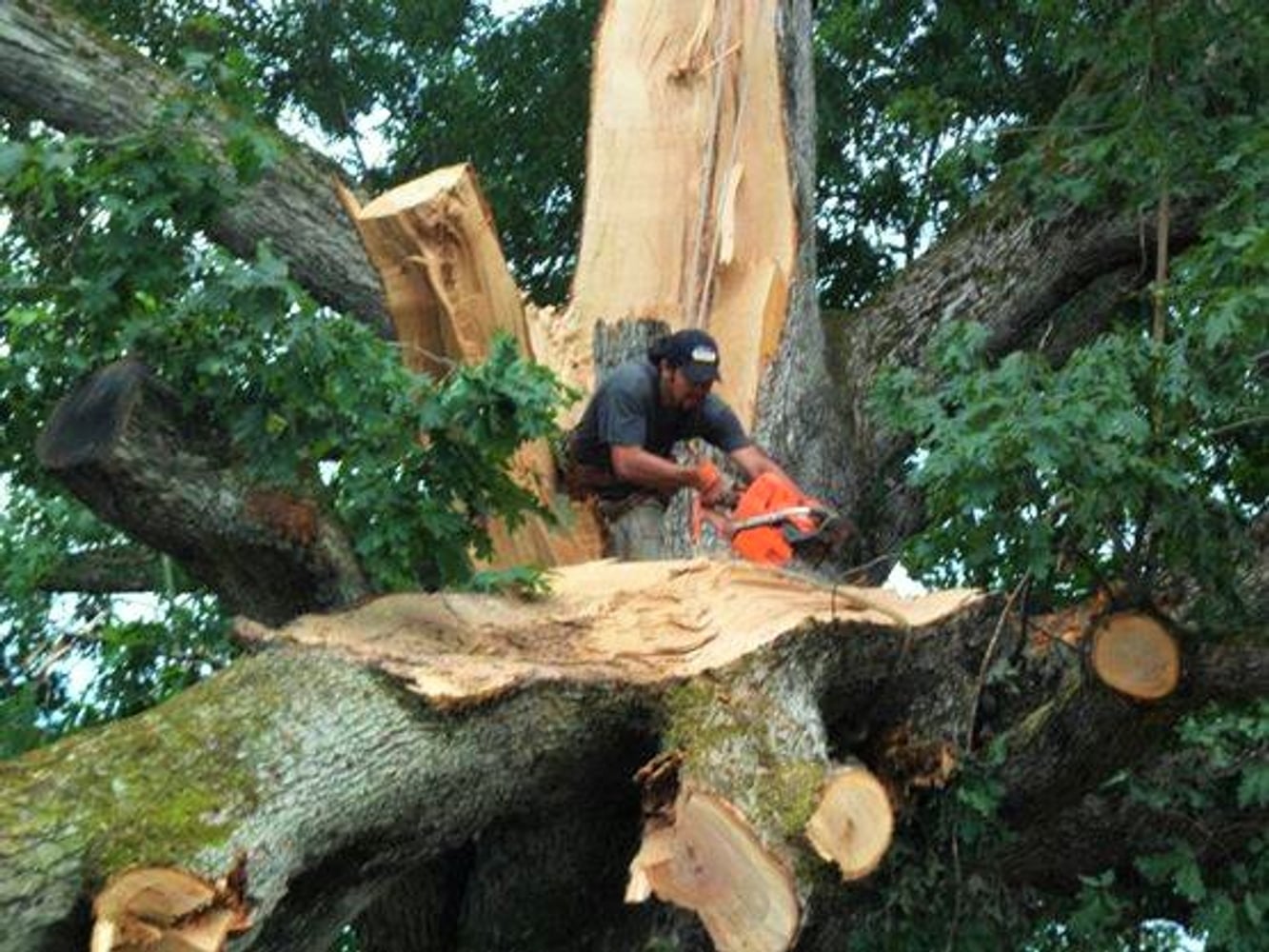 Photo(s) from Brown and Company Tree Specialists LLC