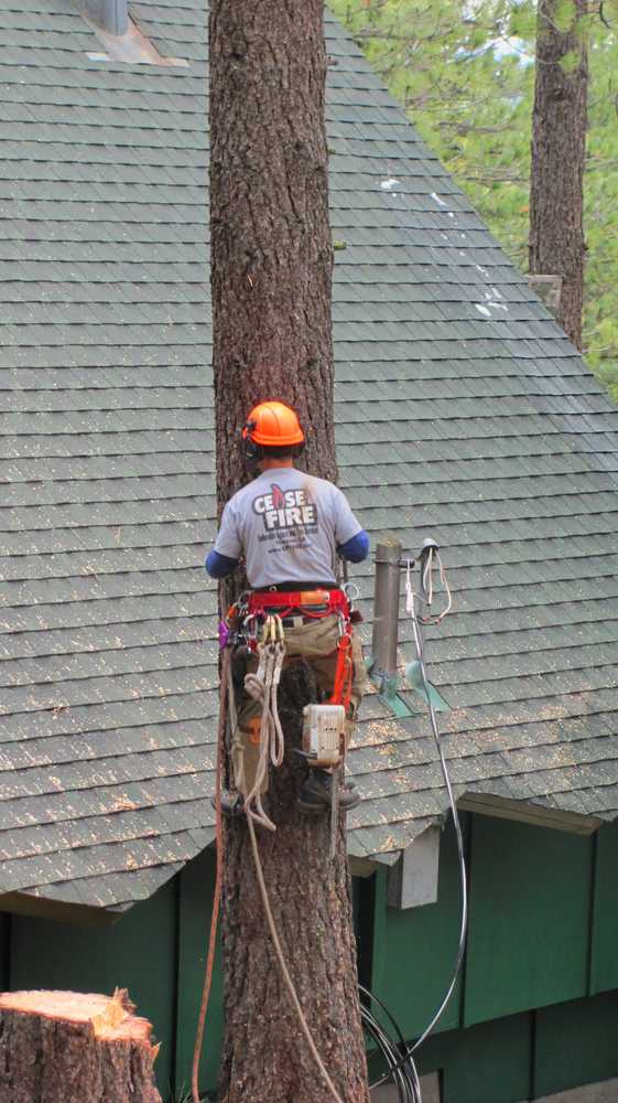 Tree Removals