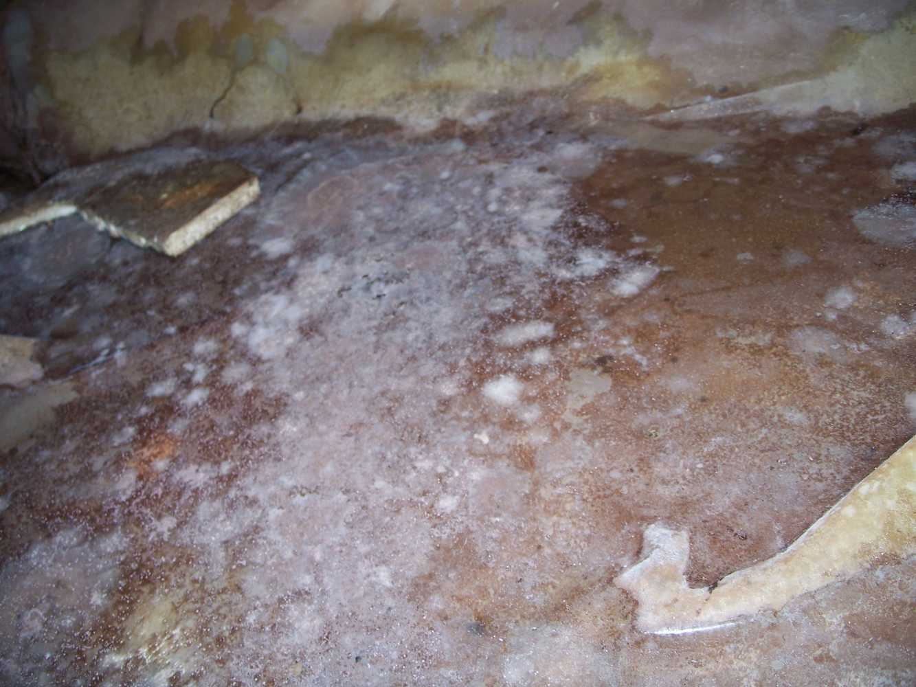 Crawlspace moisture damage- Don't let this happen to you. We can help.