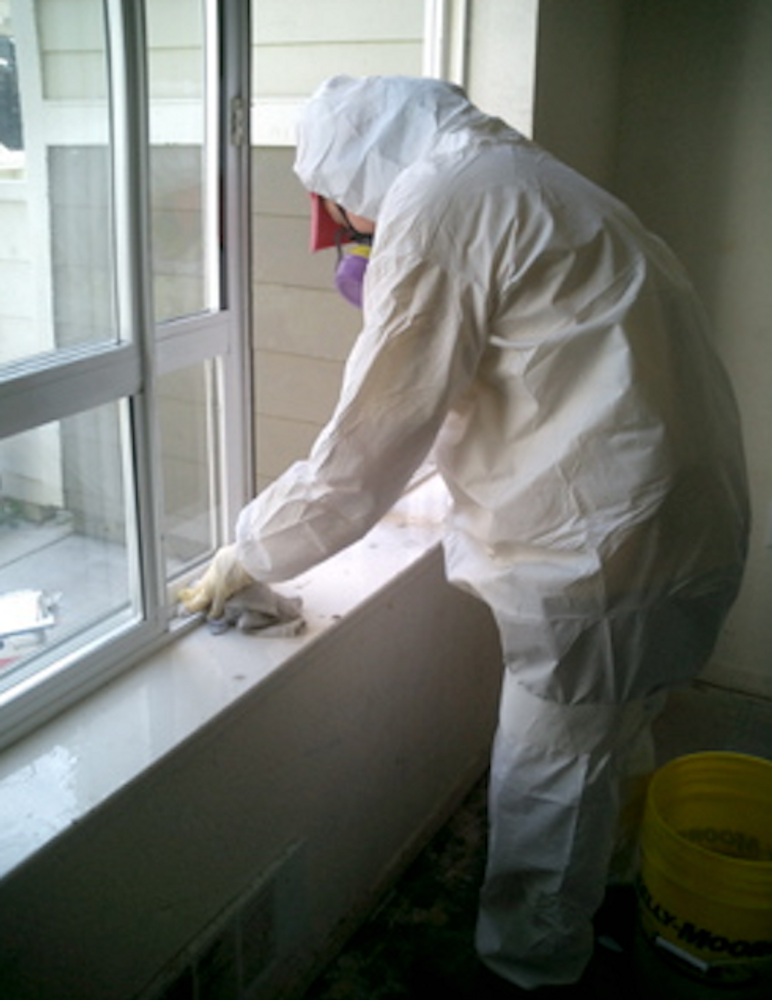 Mold Remediation 