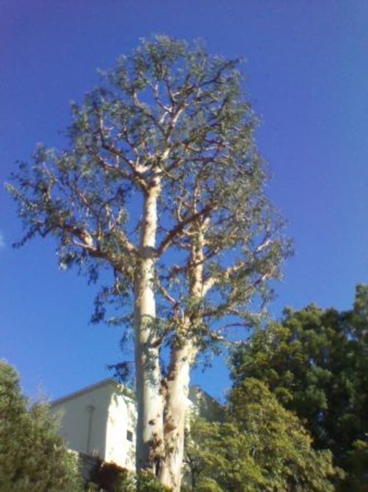 Inexpensve Tree Services Inc Project 1