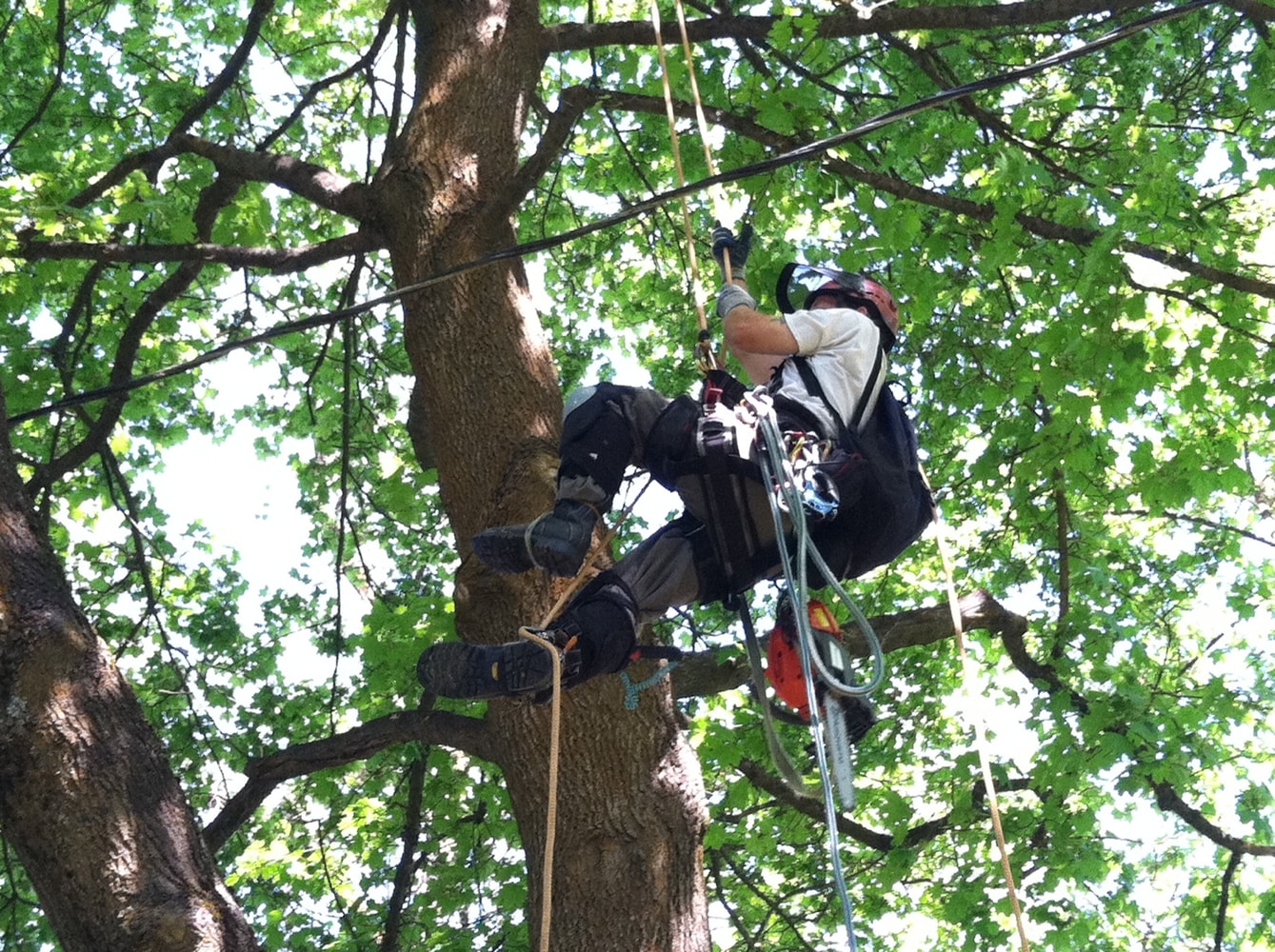 Photos from Bruces Tree Service