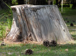 Nyzio Tree Stump Removal
