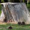 Nyzio Tree Stump Removal