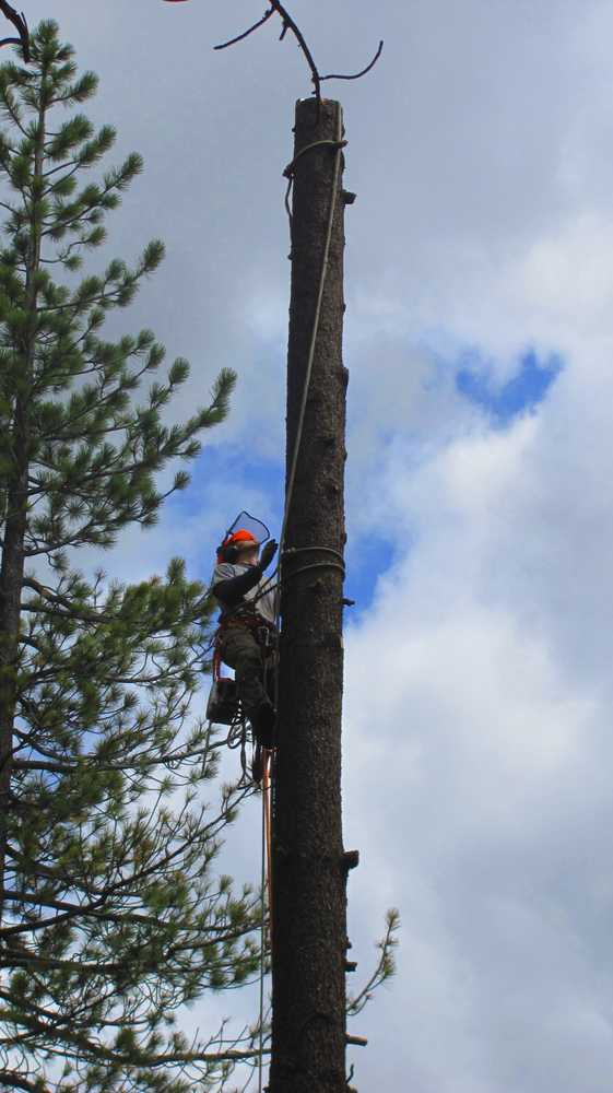 Tree Removals