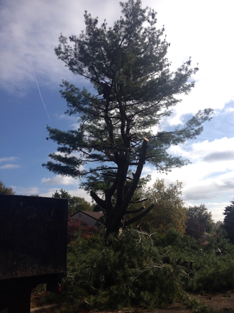 Photo(s) from Alex Salazar D/B/A Latino Landscaping & Tree Service