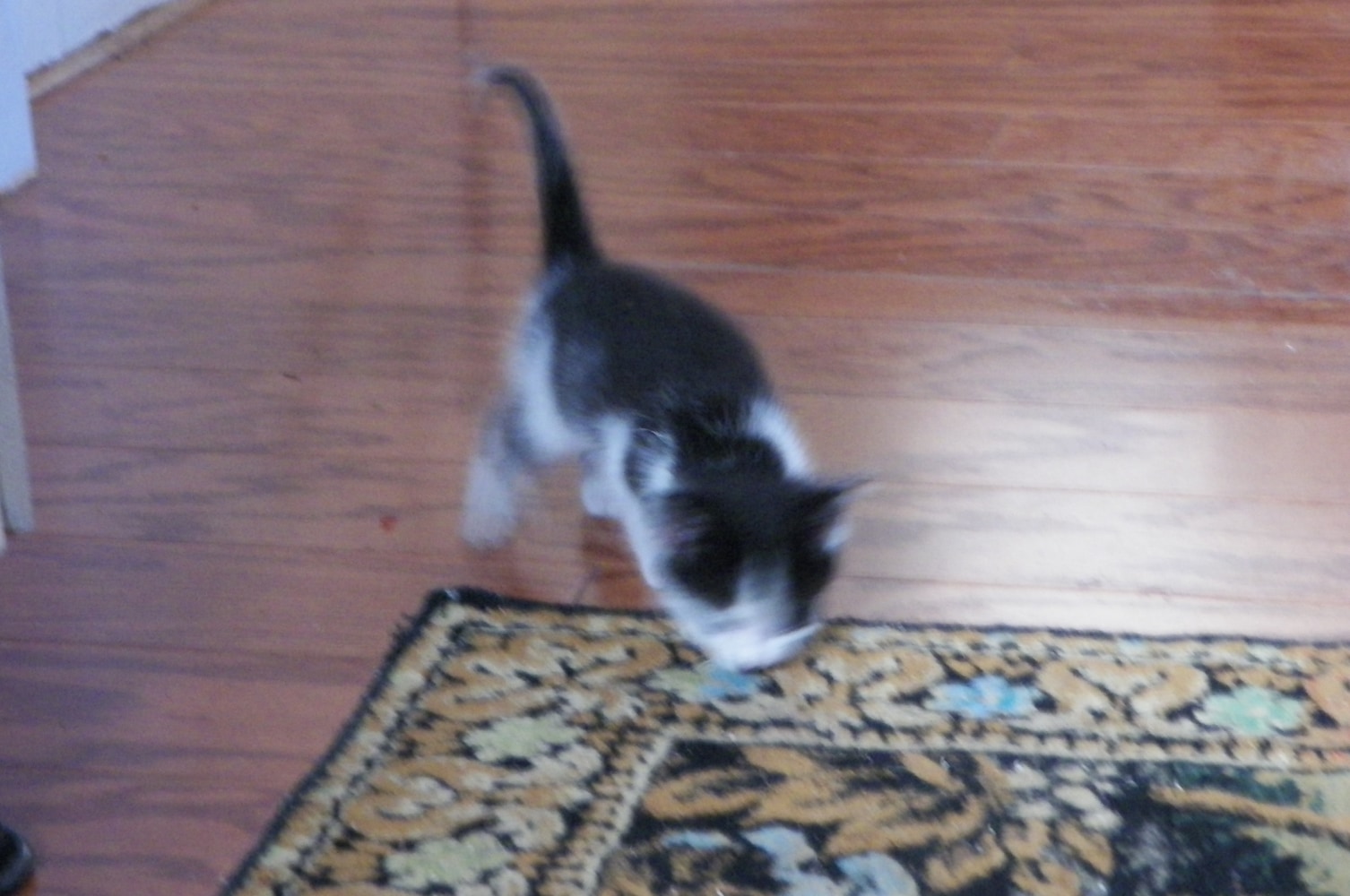 Photo(s) from Zunino's Hardwood Floors