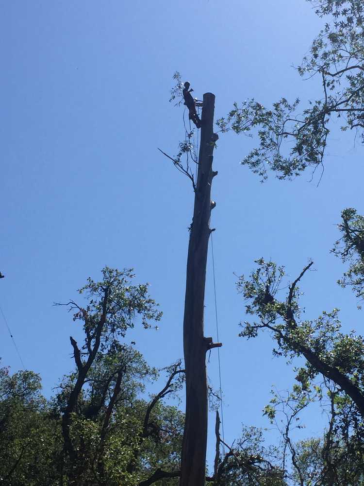 Photos from Fire Shield Brush Clearance