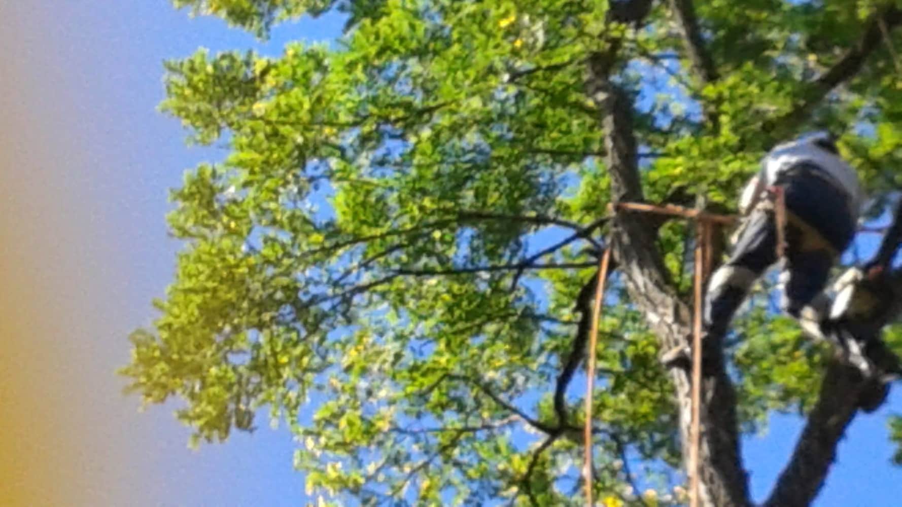 Photo(s) from Anthonys Tree Care